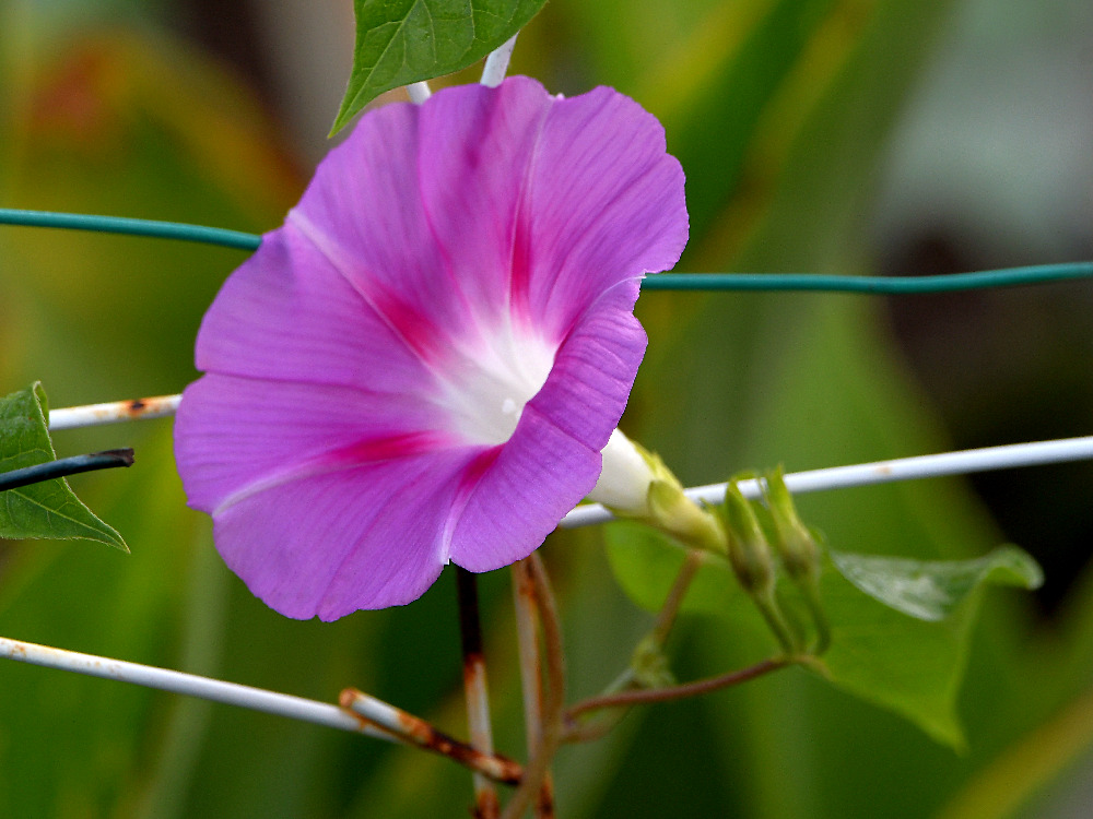MorningGlory.jpg