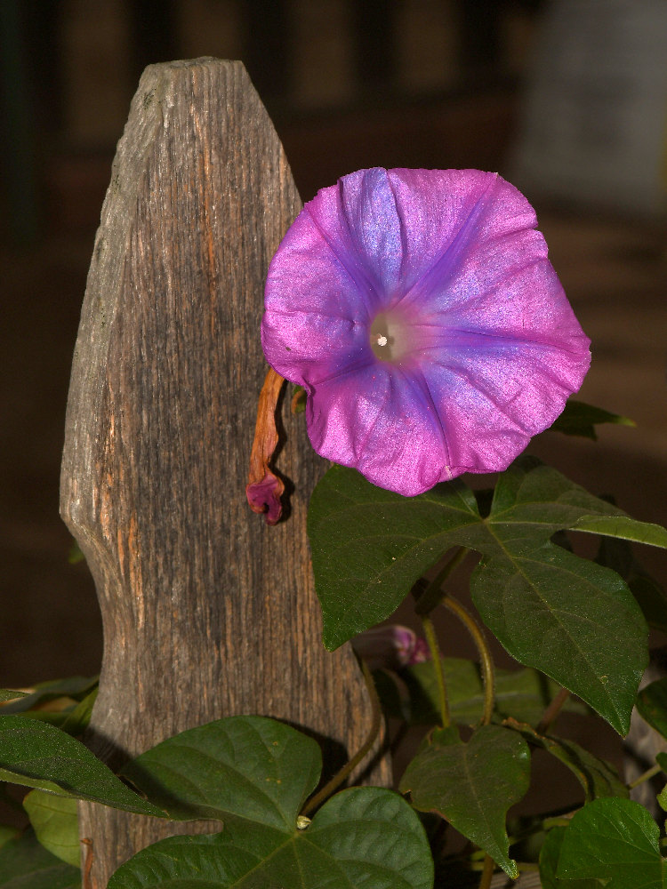 MorningGlory.jpg