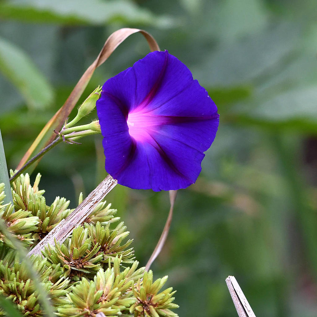 MorningGlory.jpg