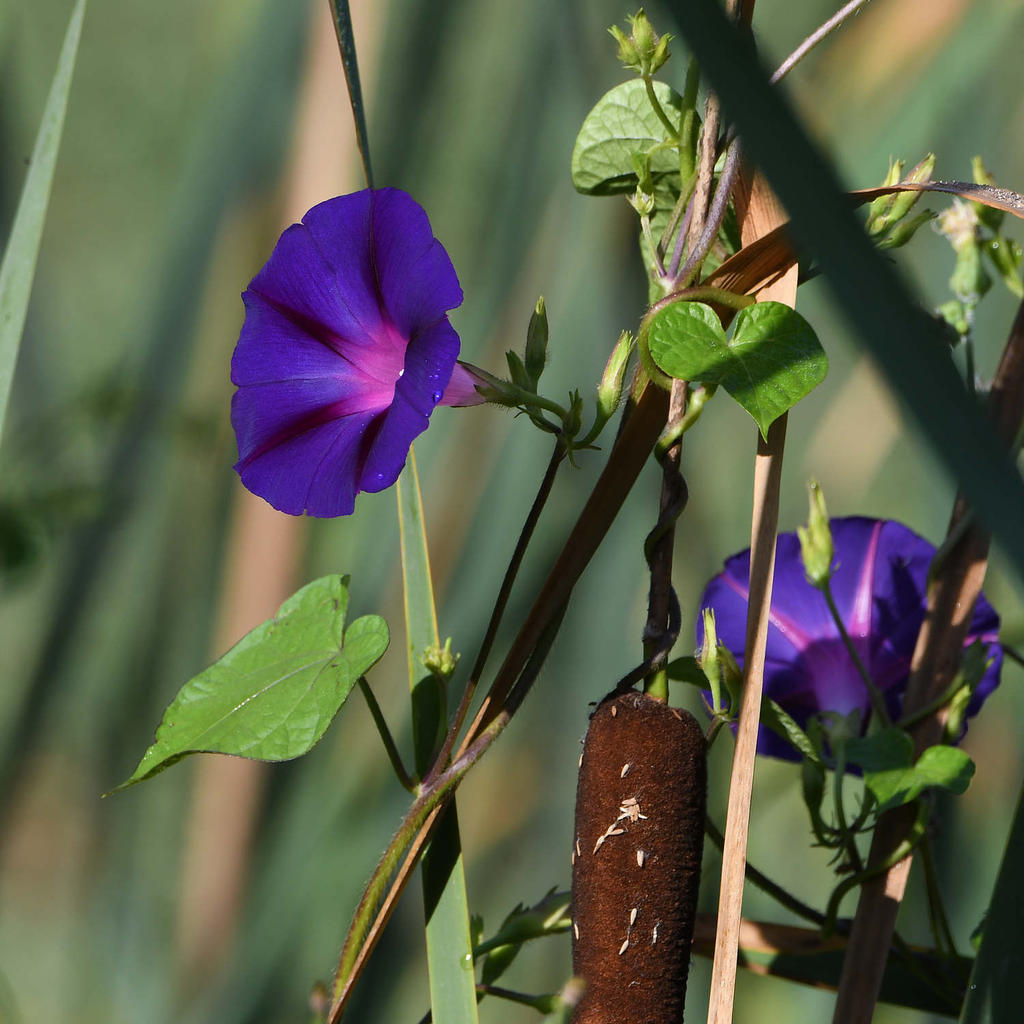 MorningGlory.jpg