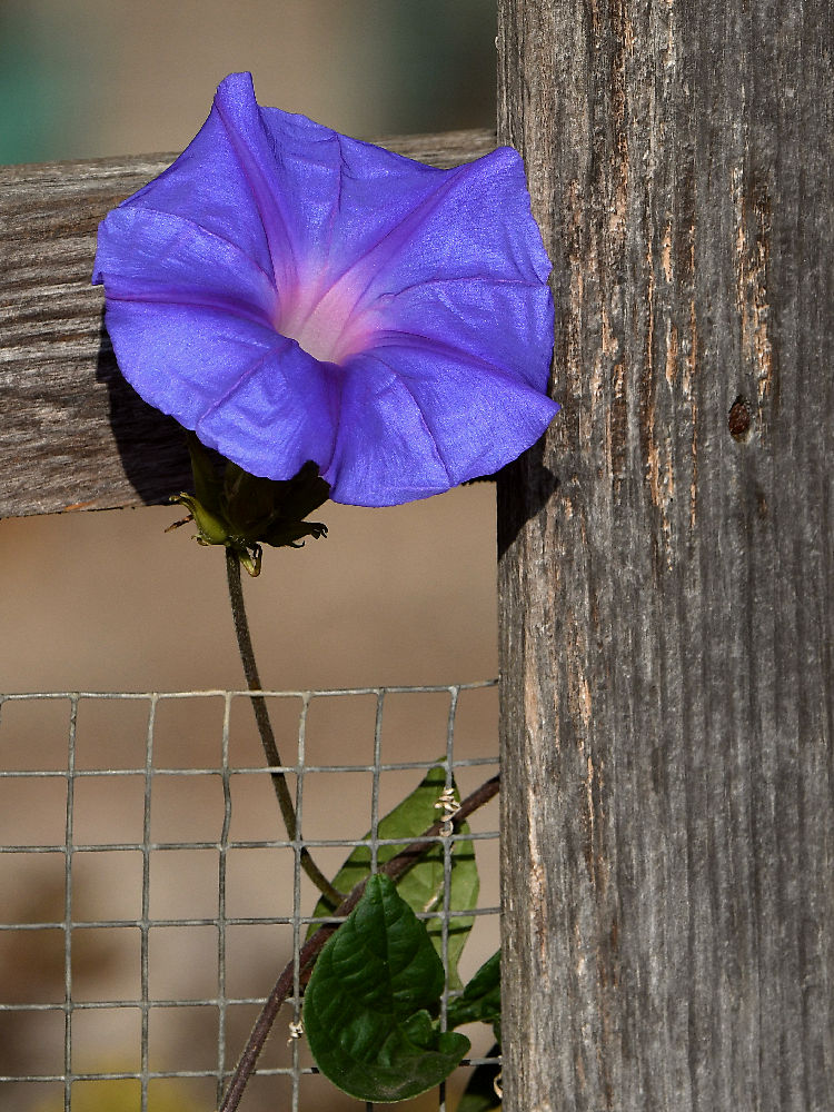 MorningGlory2.jpg