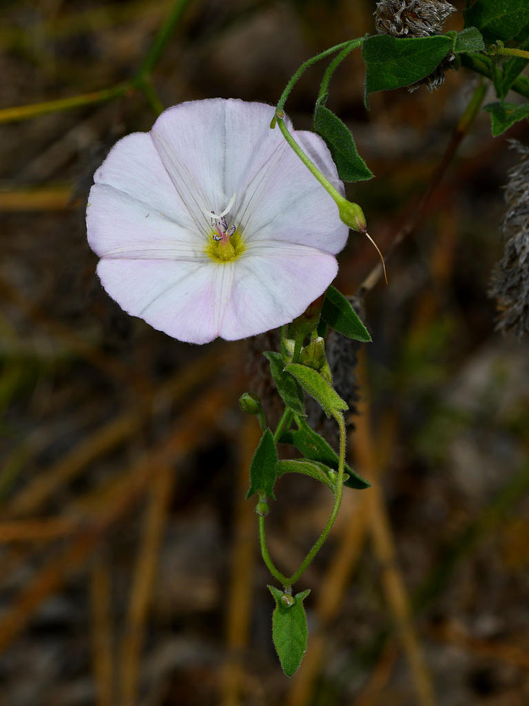 MorningGlory2.jpg