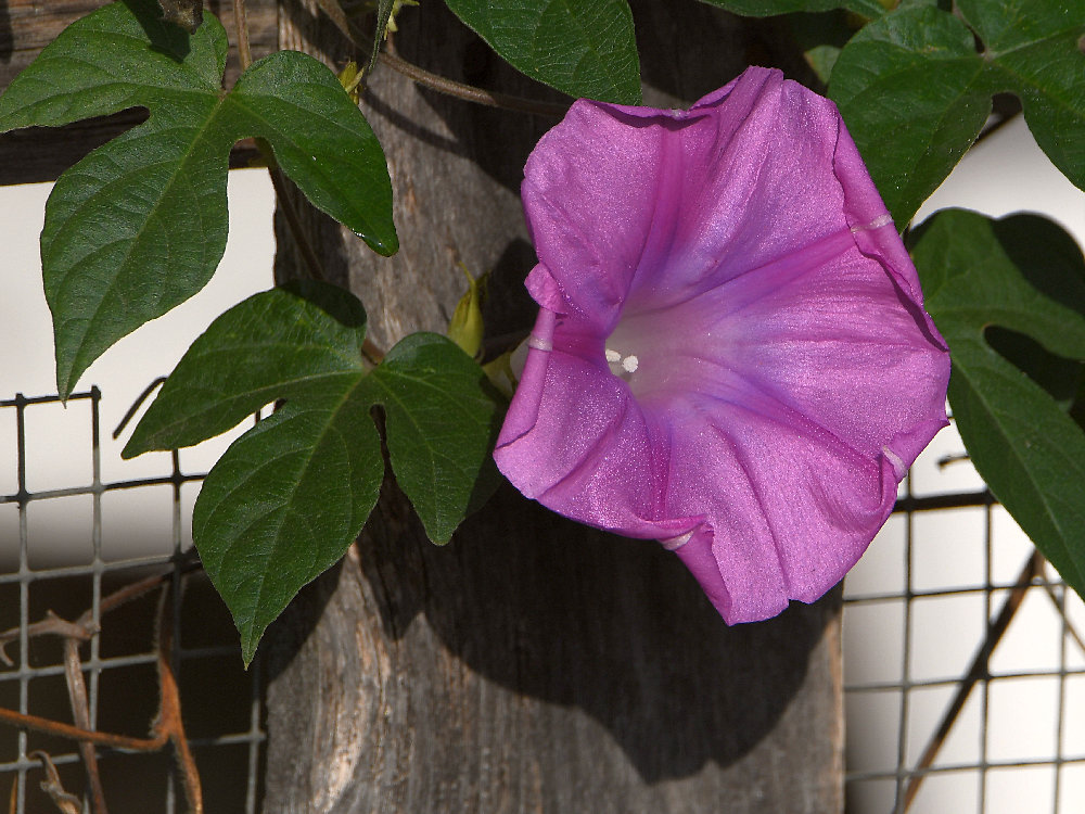 MorningGlory3.jpg