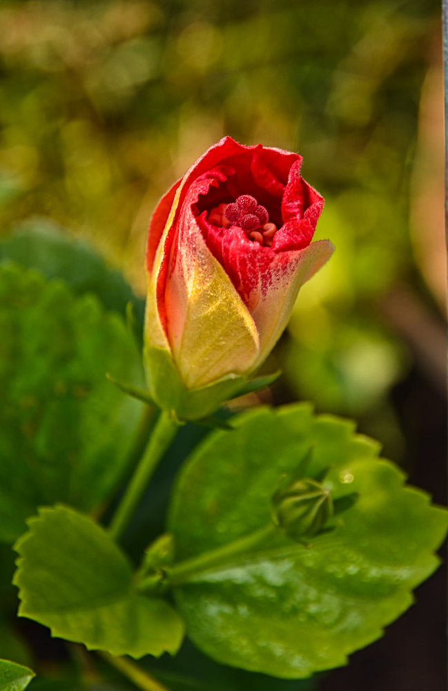 morningrose-1.jpg