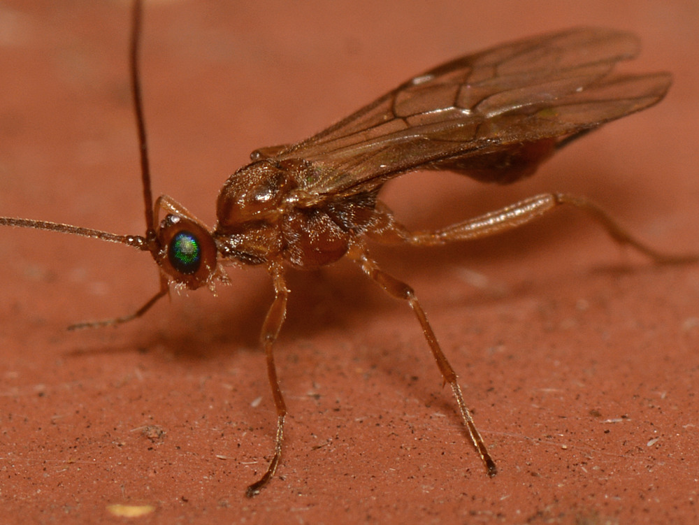 Mosquito.jpg