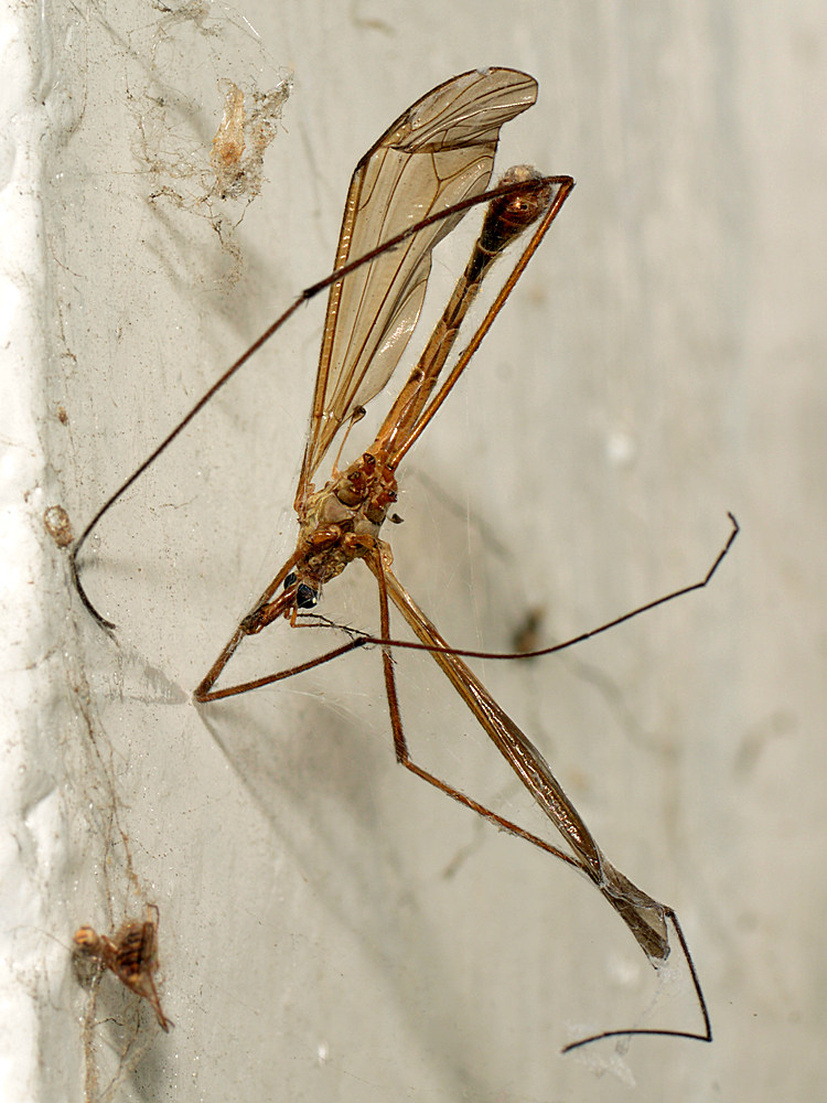 Mosquito.jpg