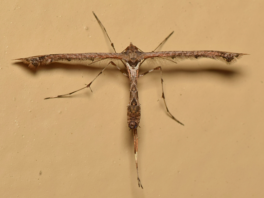 Mosquito.jpg