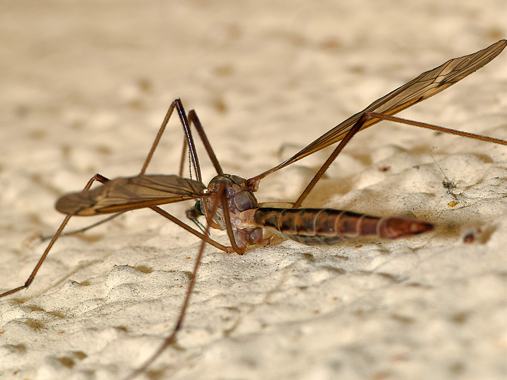 Mosquito.jpg