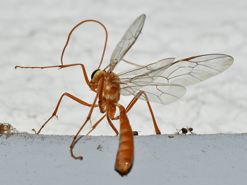 Mosquito.jpg