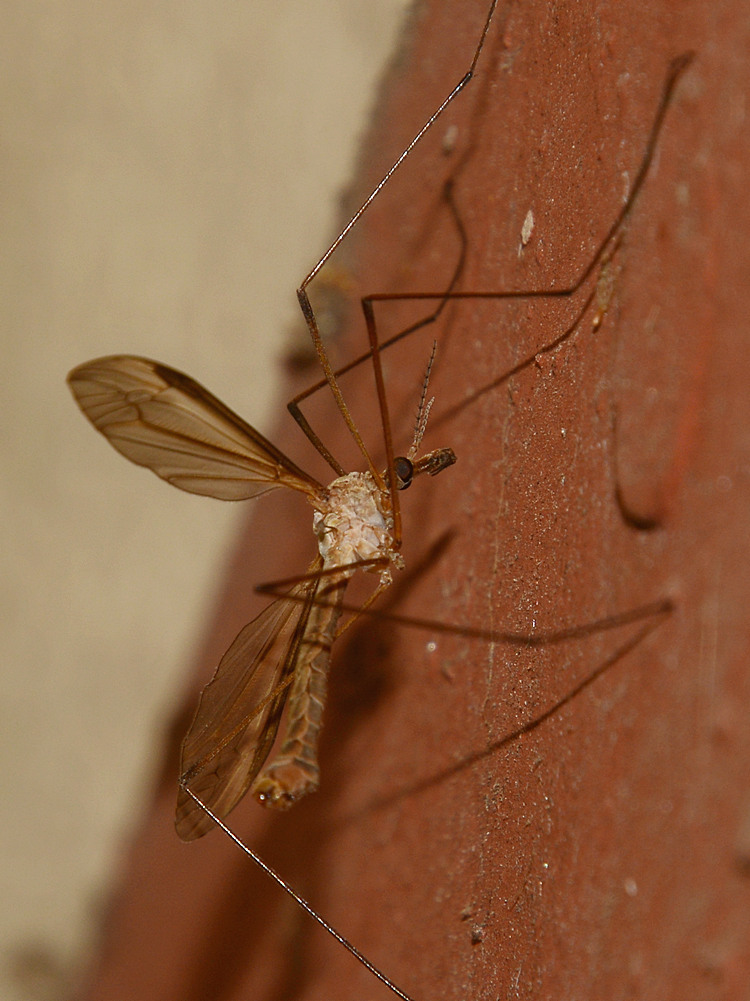 Mosquito2.jpg