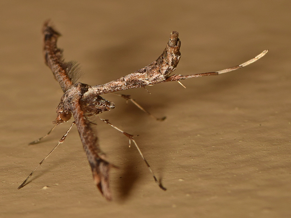 Mosquito2.jpg