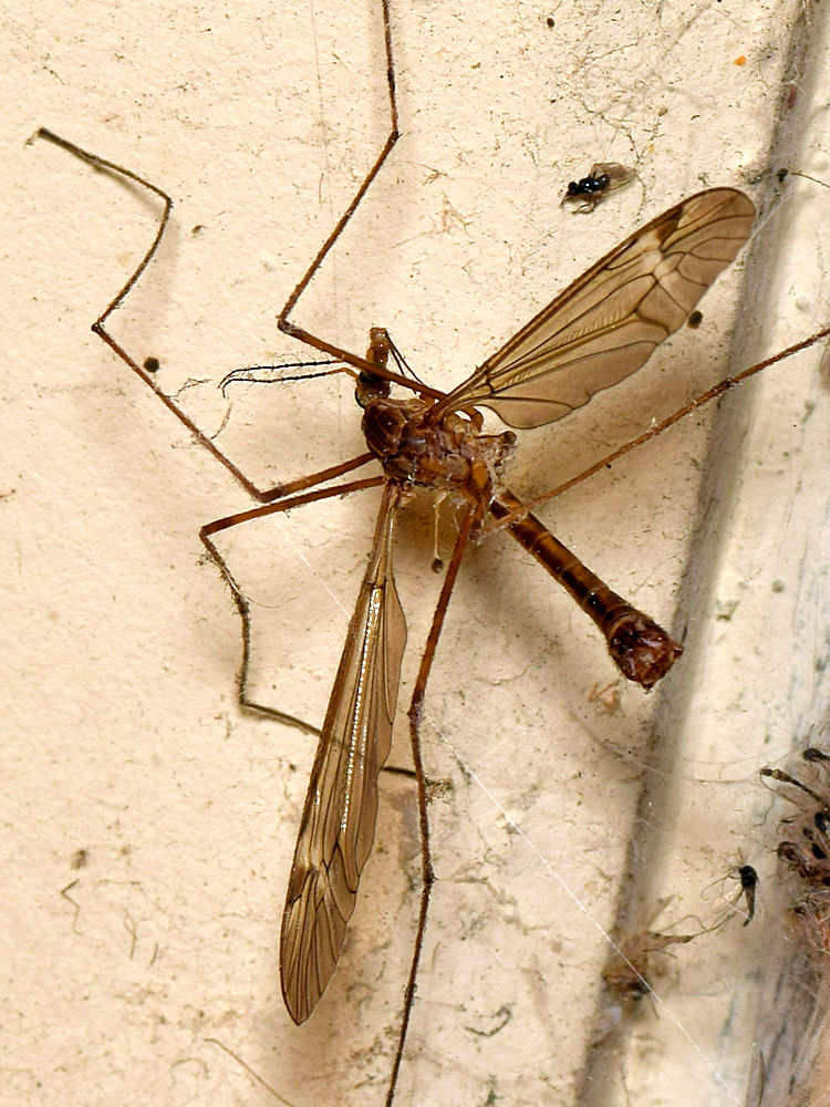 Mosquito2.jpg