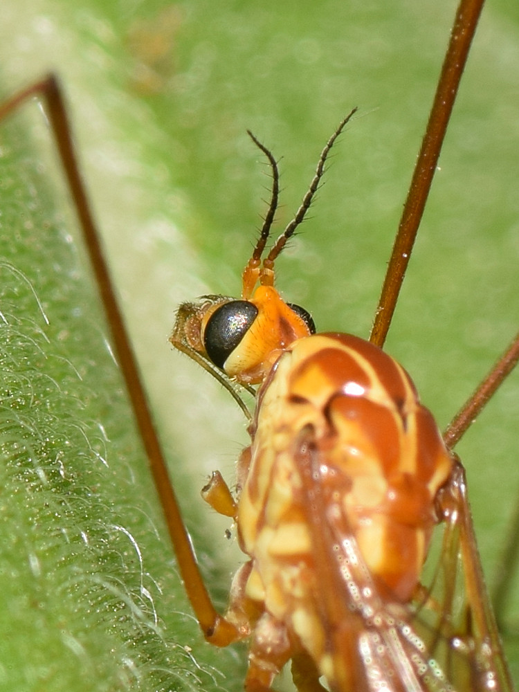 Mosquito2.jpg