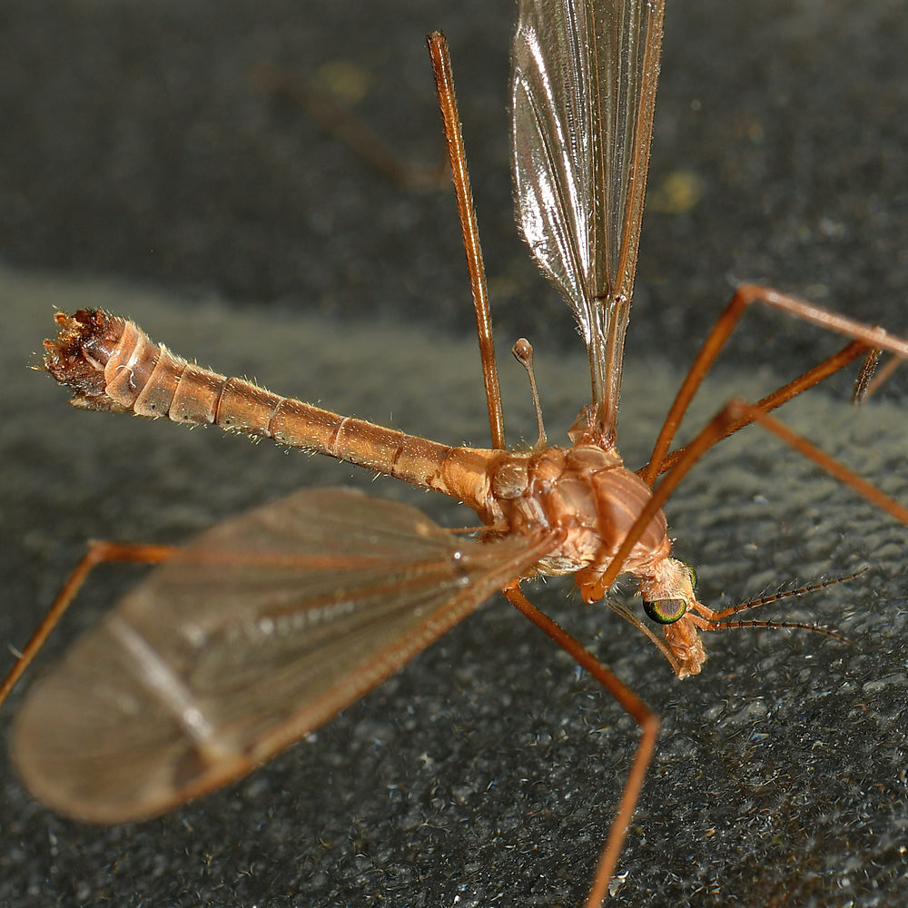 Mosquito2.jpg