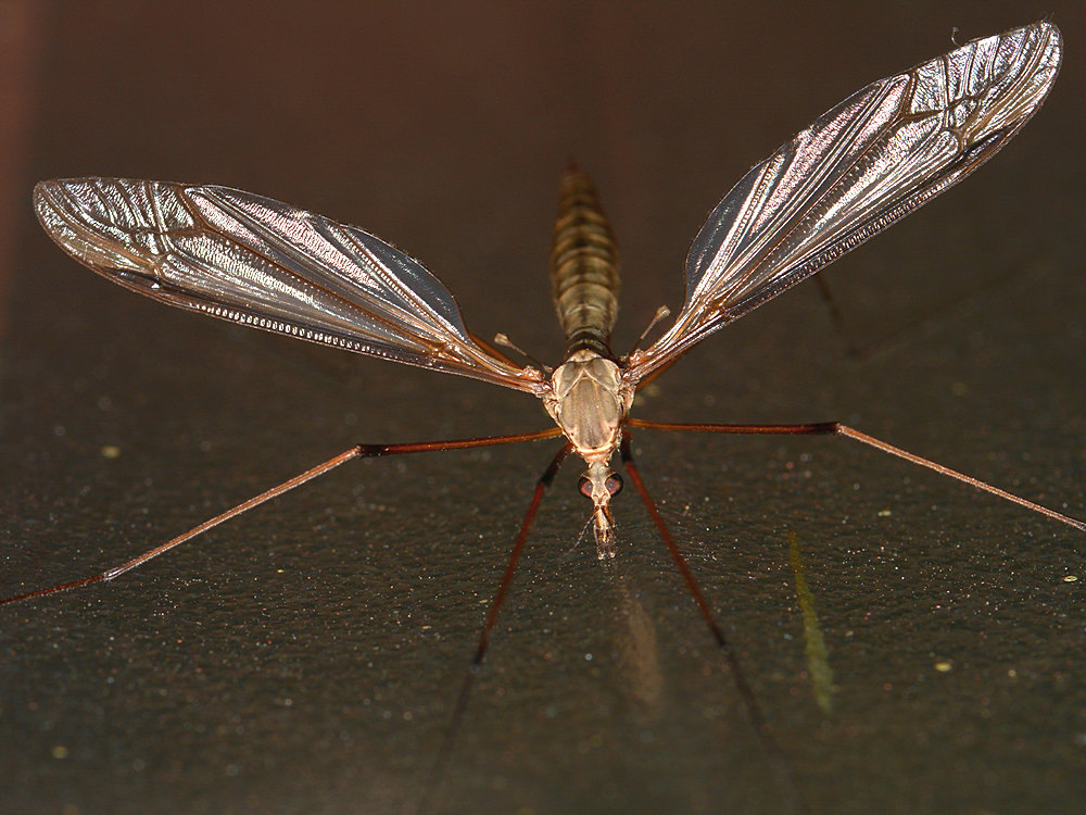 Mosquito3.jpg