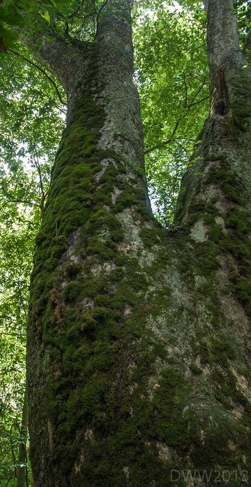 Mossy (1 of 1).jpg