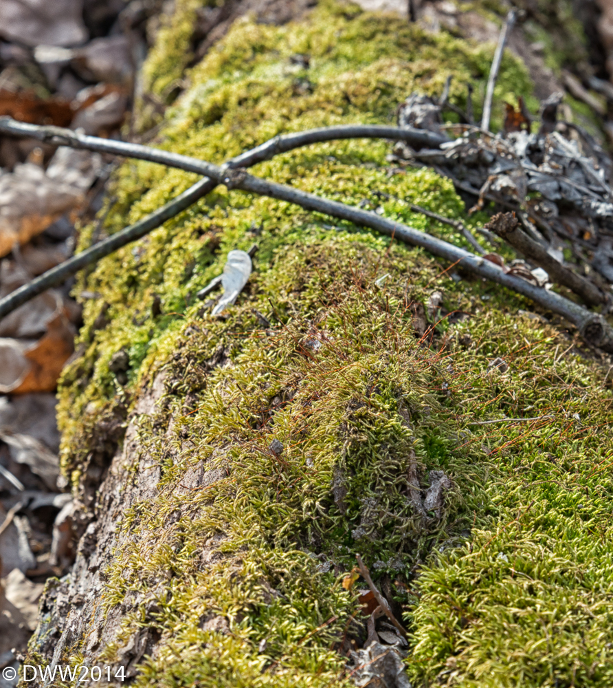 Mossy  Log (1 of 1).jpg