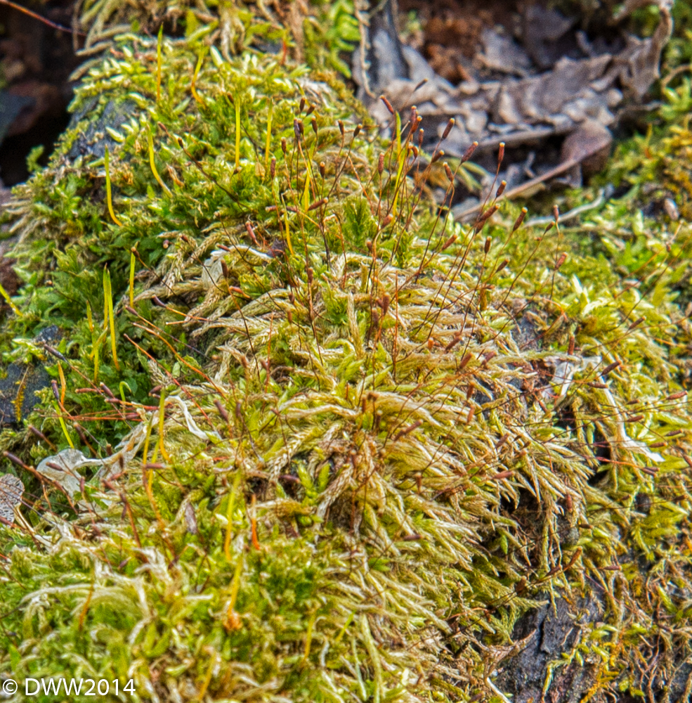 Mossy Oak (1 of 1)-2.jpg