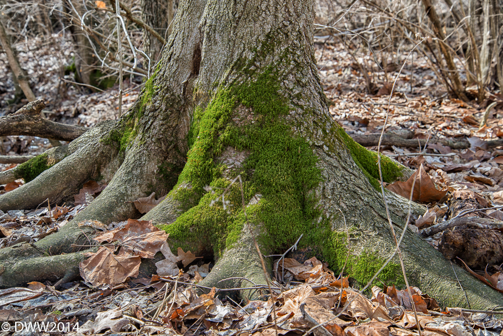 Mossy Oak2 (1 of 1).jpg