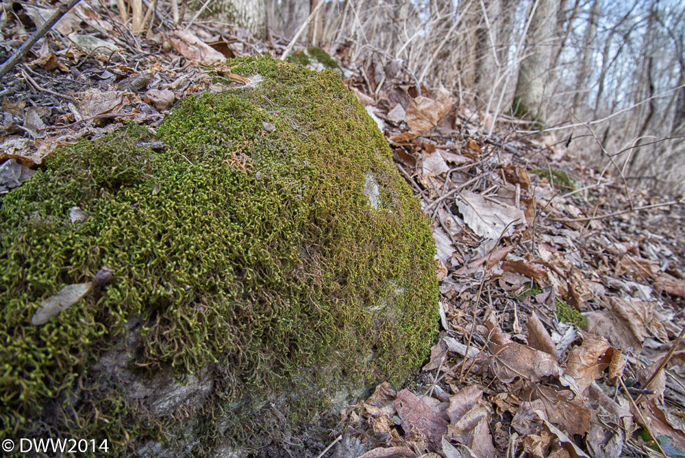 Mossy Rock (1 of 1).jpg