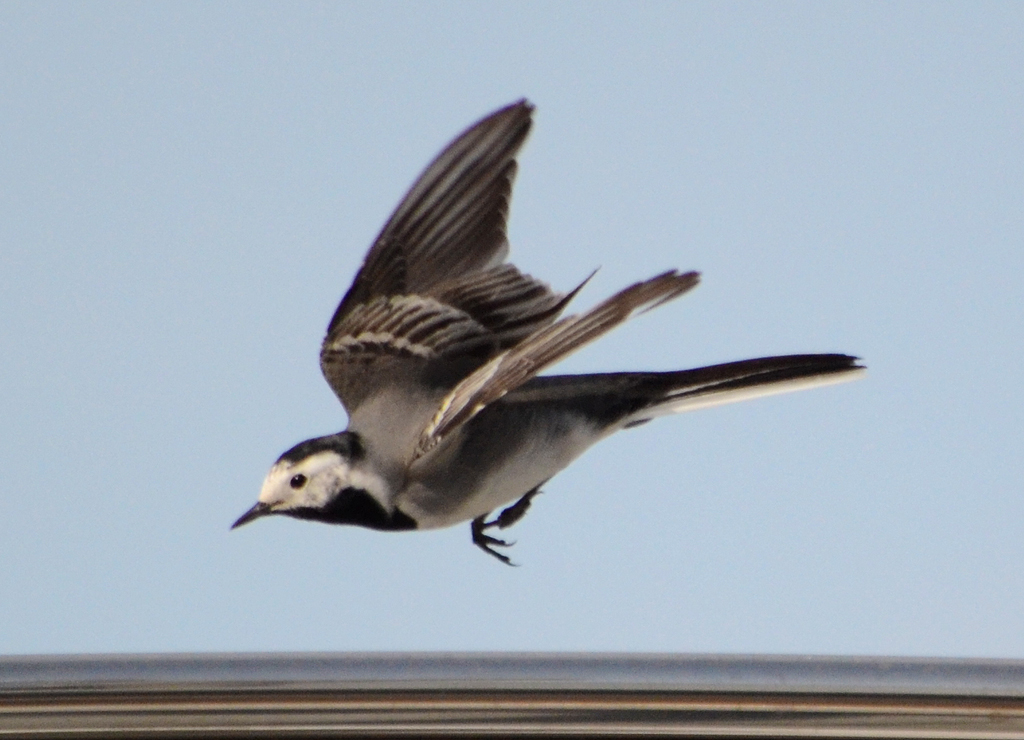 Motacilla alba - White Wagtail.jpg