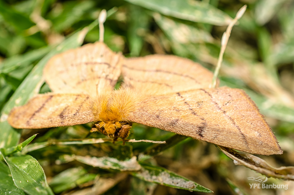 moth-1.jpg