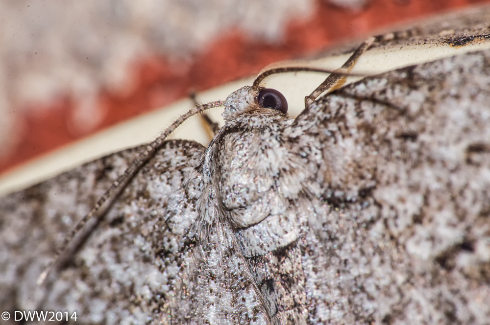 Moth (1 of 1).jpg