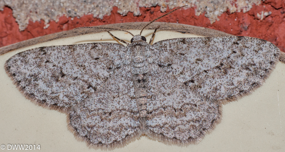 Moth 2 (1 of 1).jpg