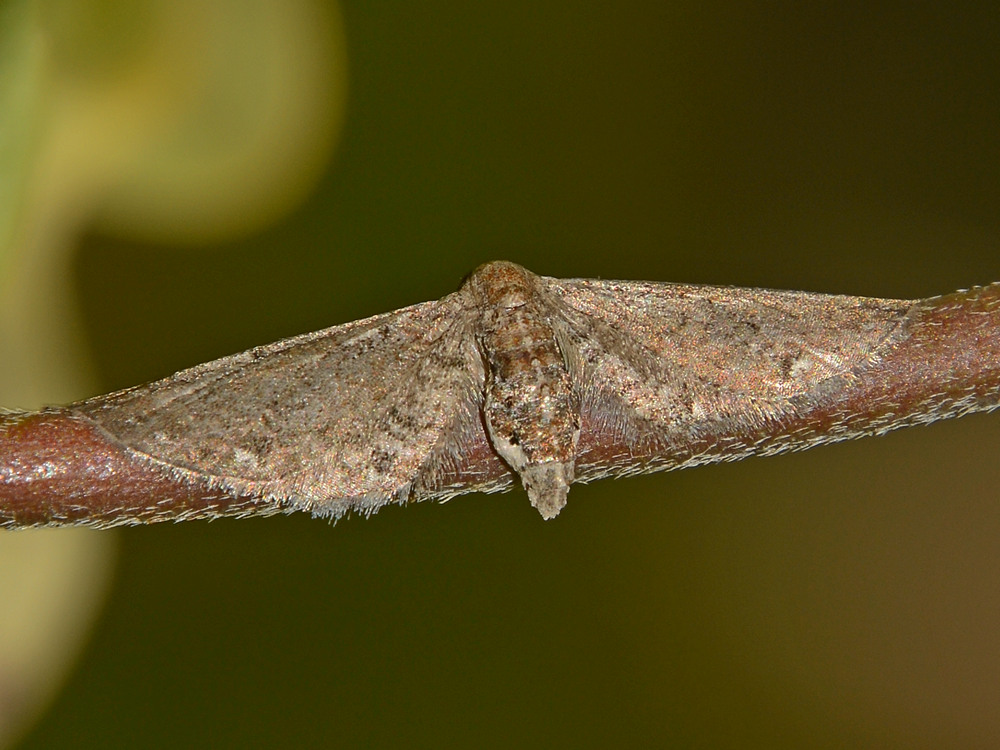Moth.jpg