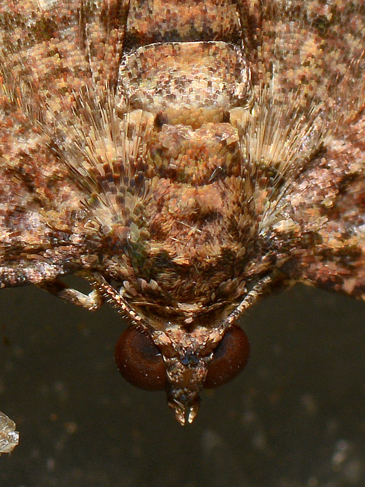 Moth.jpg