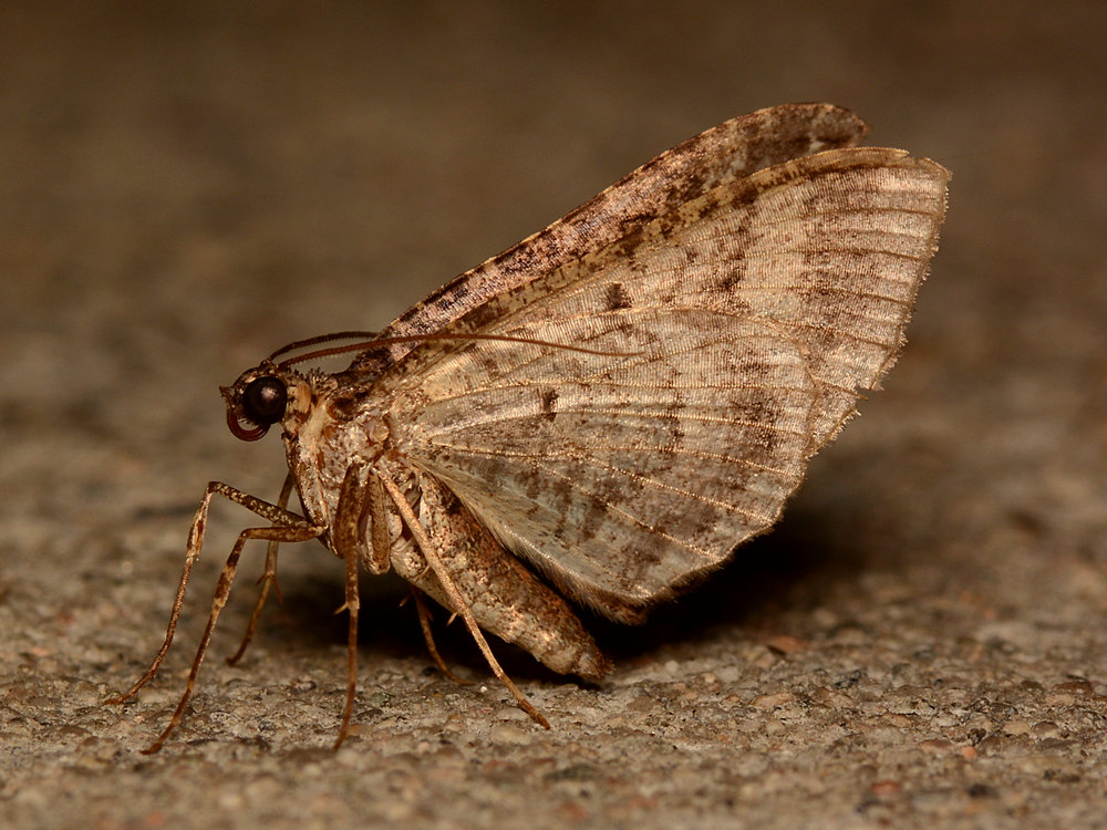 Moth.jpg