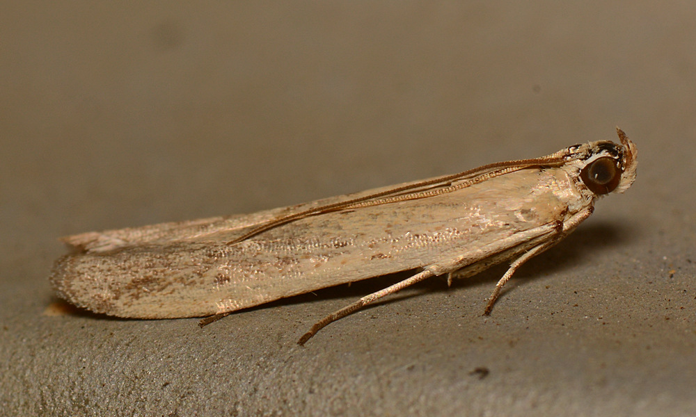 Moth.jpg