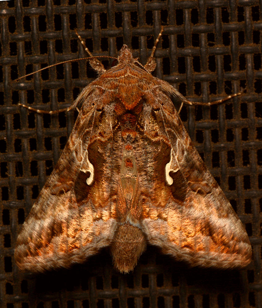 Moth.jpg