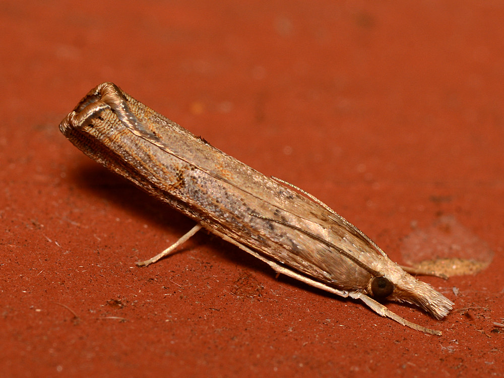 Moth.jpg