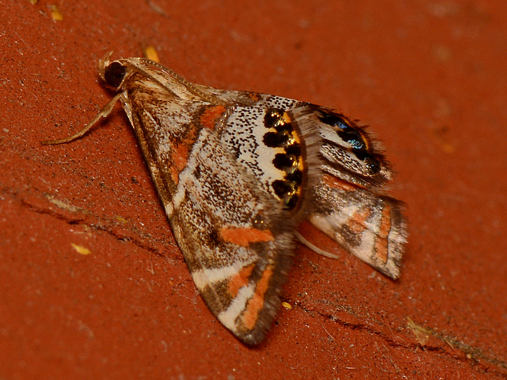 Moth.jpg