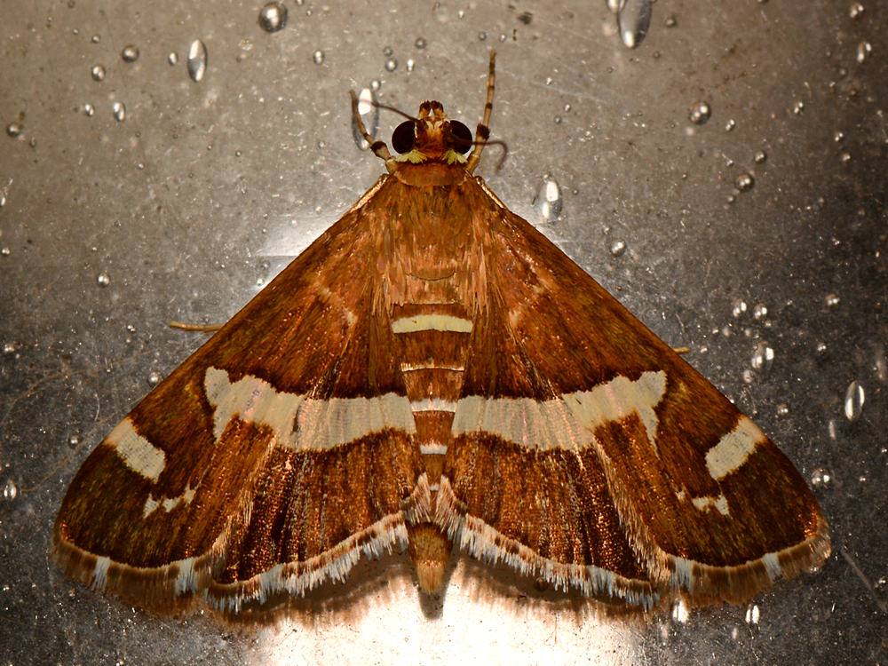 Moth.jpg