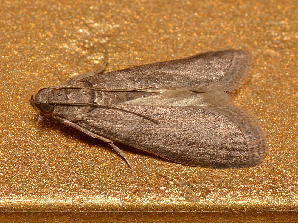 Moth.jpg