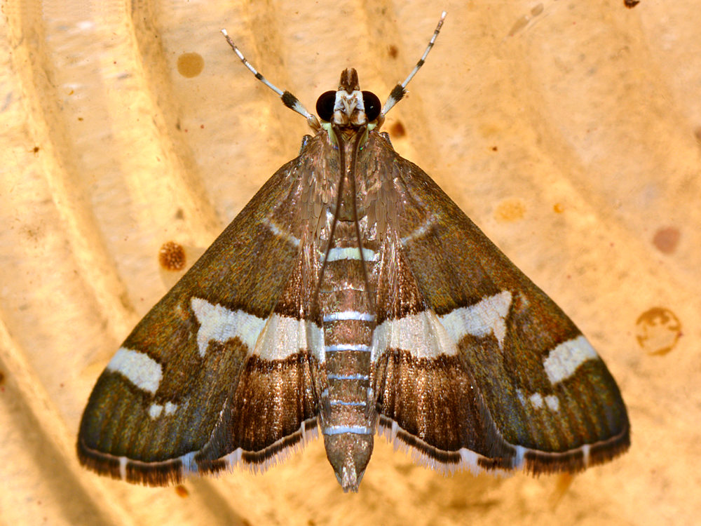 Moth.jpg
