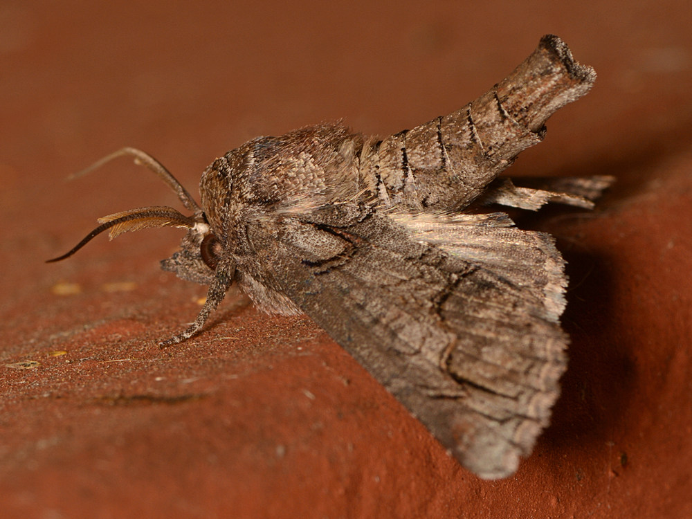 Moth.jpg