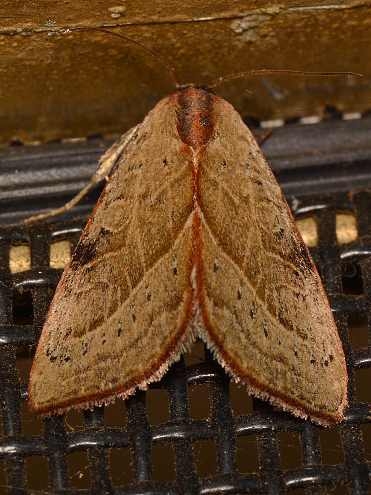 Moth.jpg