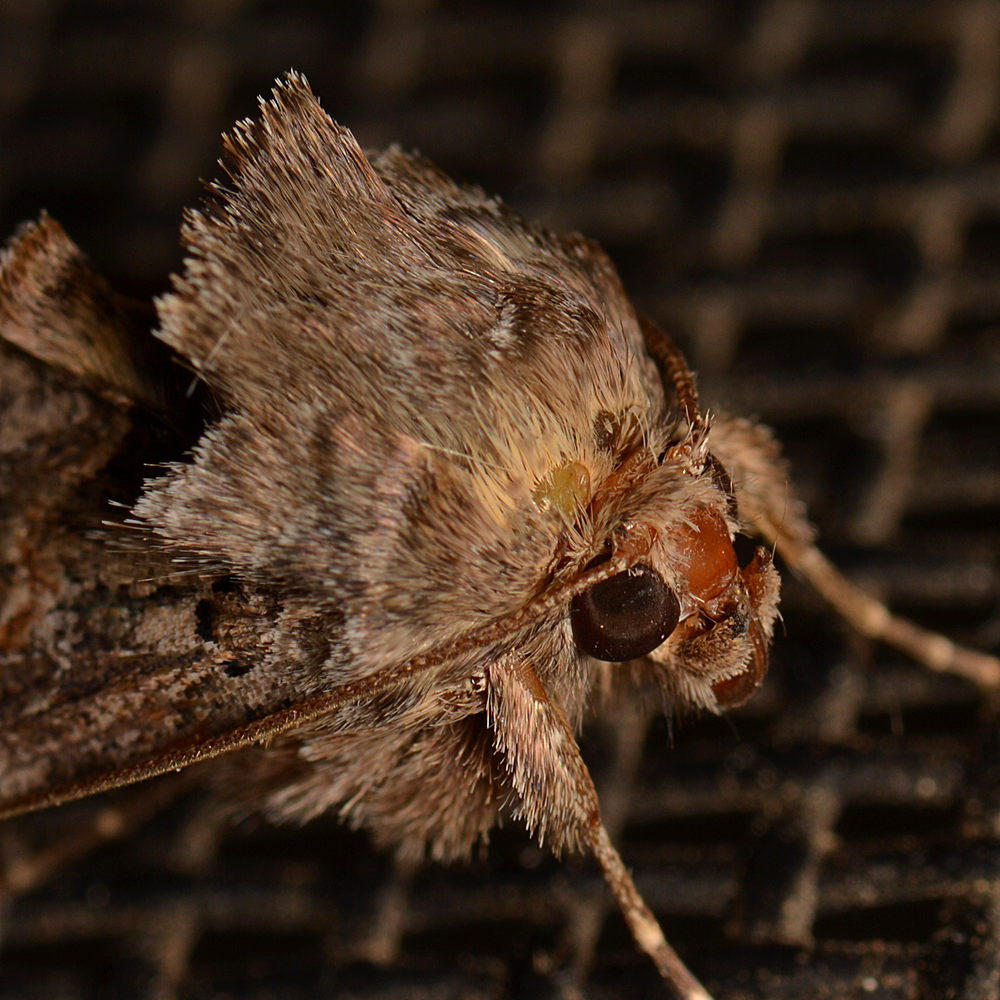Moth.jpg