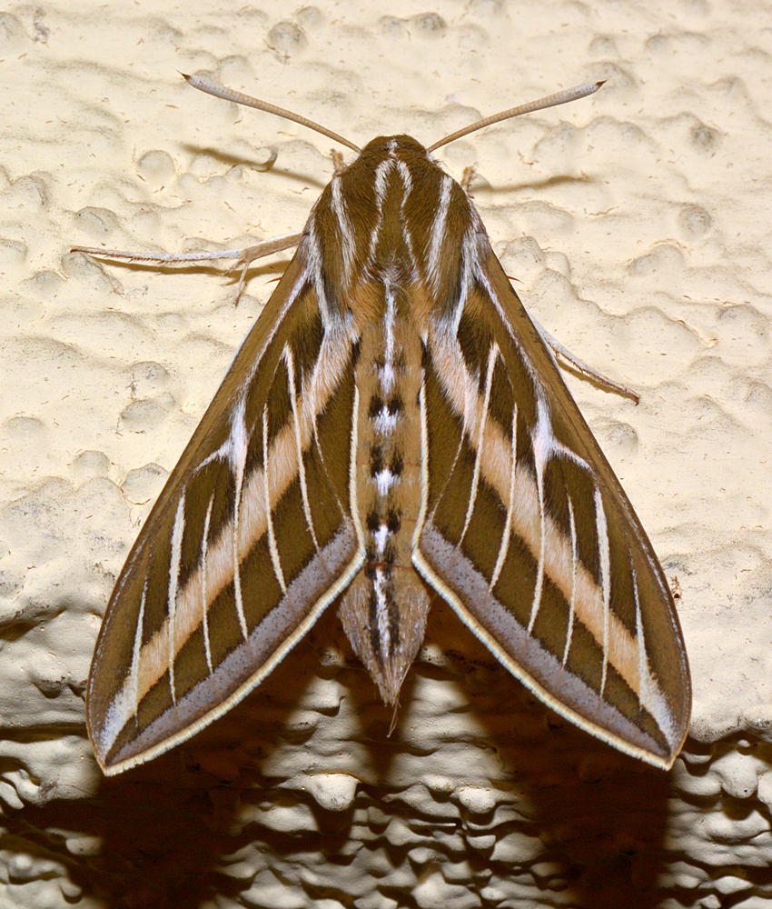 Moth.jpg