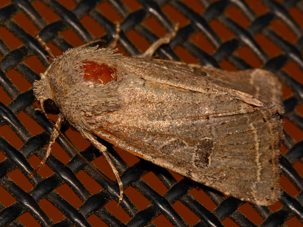 Moth.jpg