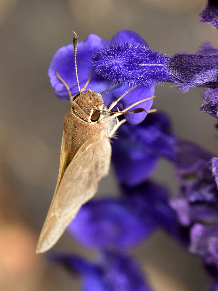 Moth.jpg