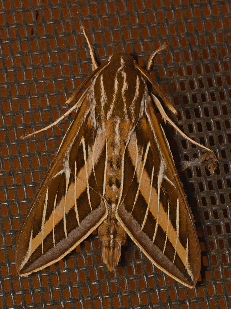 Moth.jpg