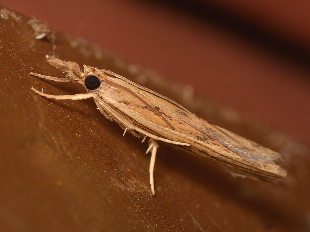 Moth.jpg