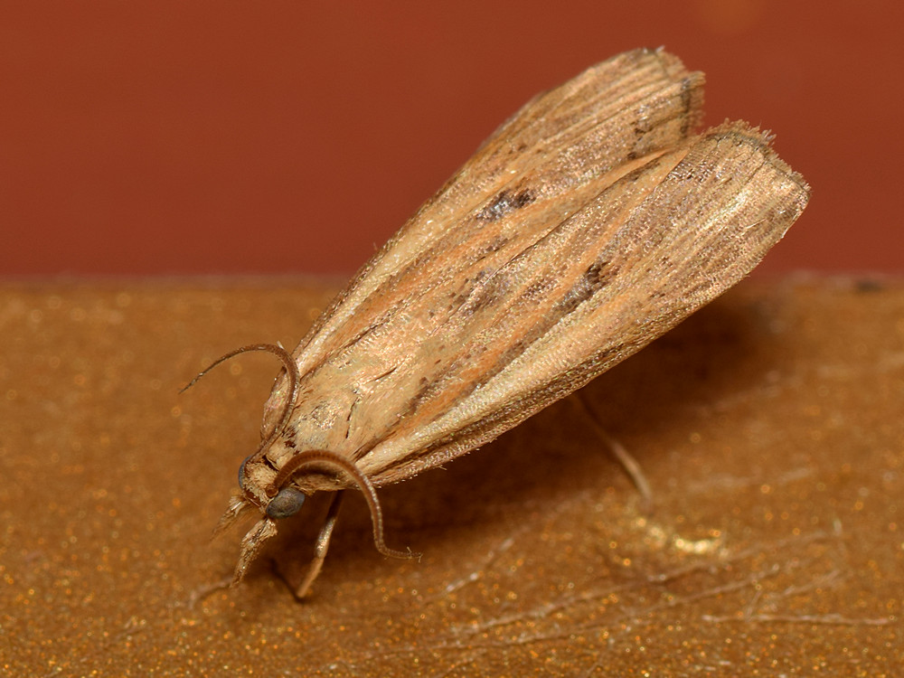 Moth.jpg