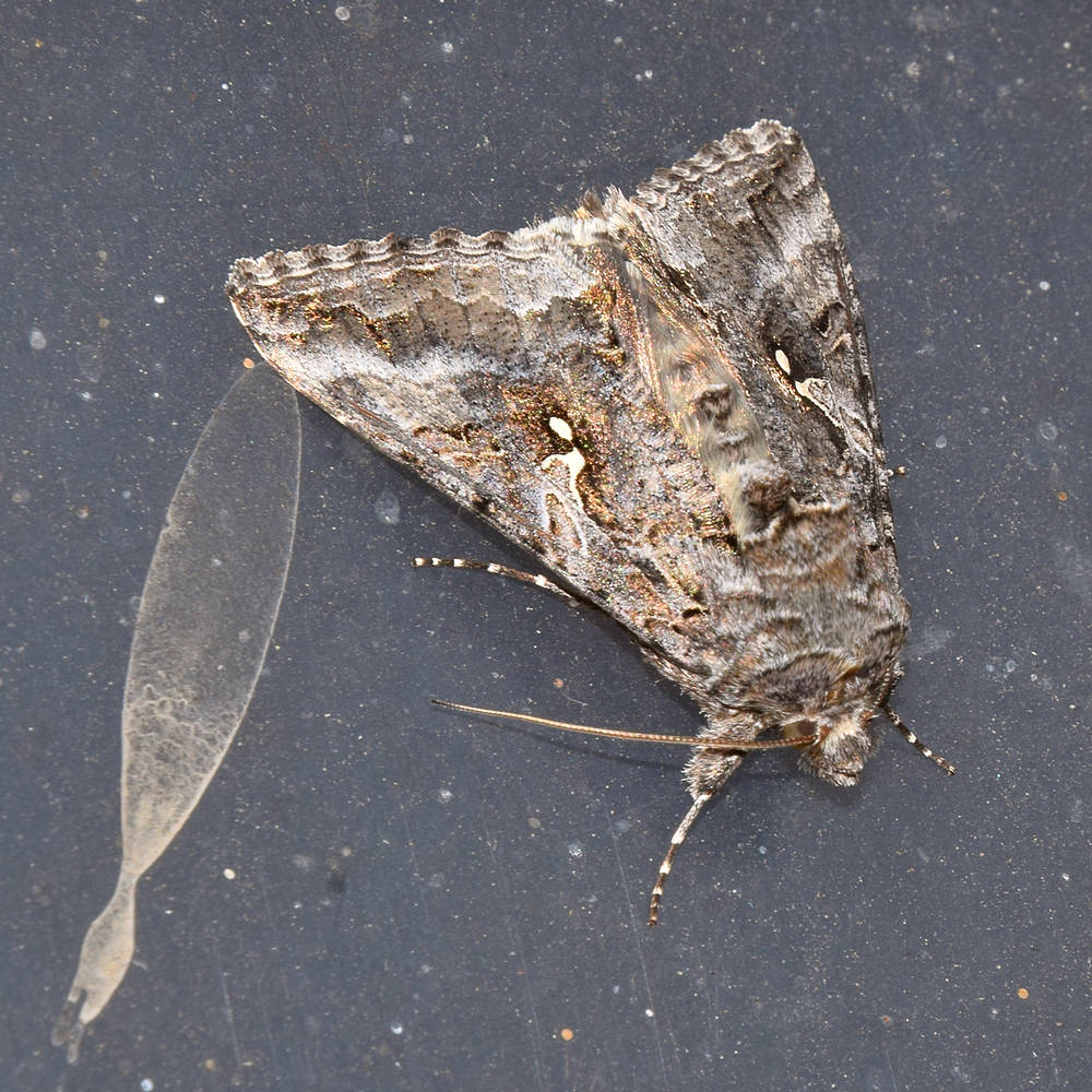 Moth.jpg