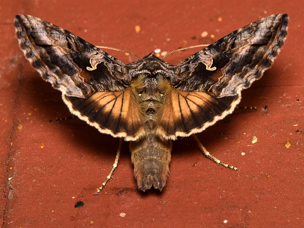 Moth.jpg