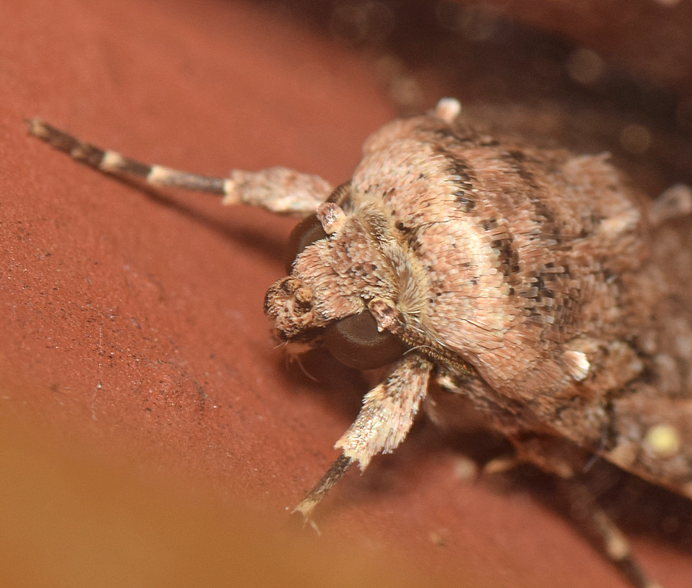 Moth.jpg